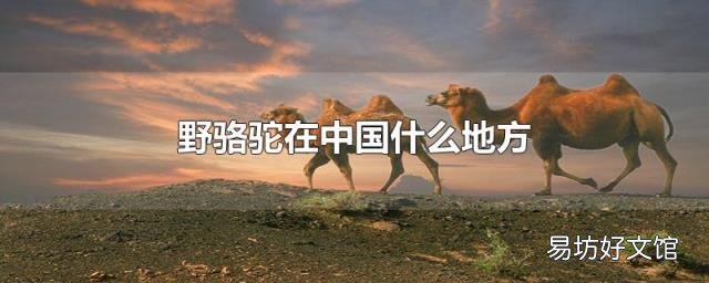 野骆驼在中国什么地方