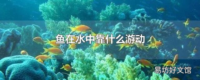 鱼在水中靠什么游动