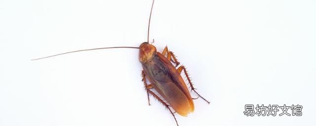 怎樣殺死蟑螂