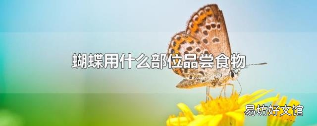 蝴蝶用什么部位品尝食物