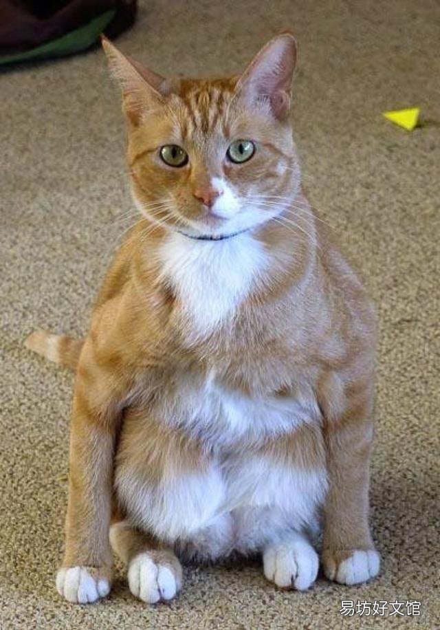 猫咪拉肚子但是精神很好(猫咪拉肚子了吃什么药)