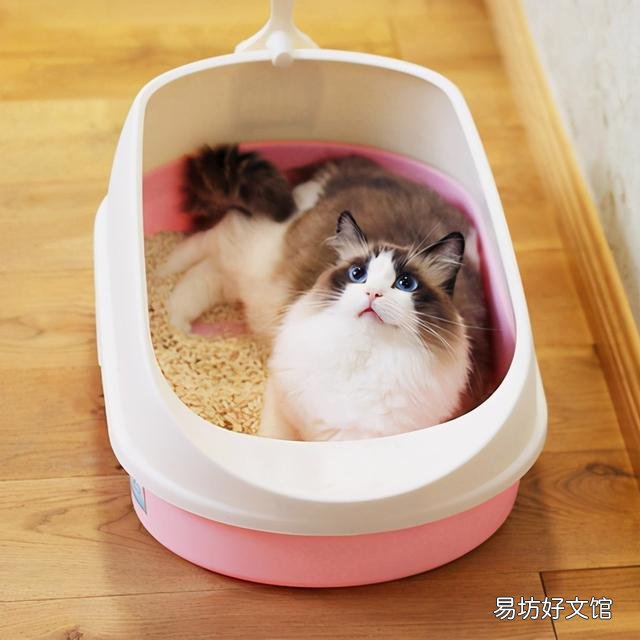 猫咪拉肚子但是精神很好(猫咪拉肚子了吃什么药)
