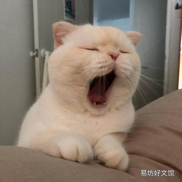 猫咪拉肚子但是精神很好(猫咪拉肚子了吃什么药)