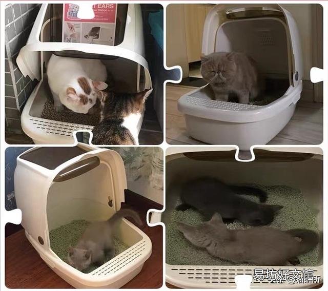 猫咪拉肚子但是精神很好(猫咪拉肚子了吃什么药)