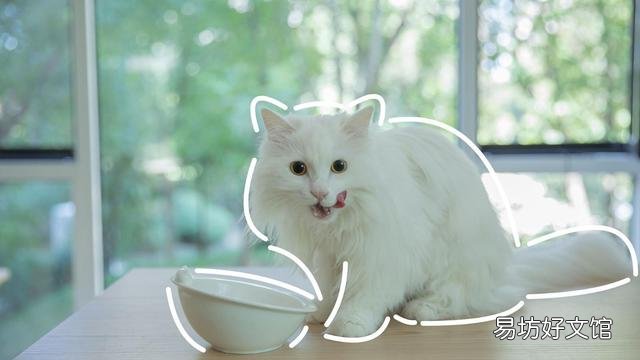 猫咪拉肚子但是精神很好(猫咪拉肚子了吃什么药)