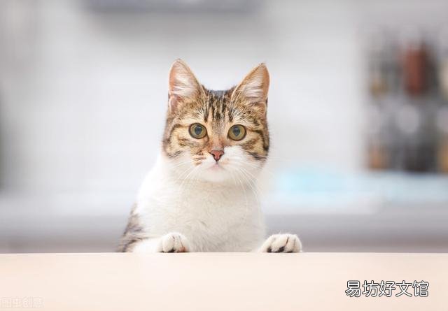 猫咪拉肚子但是精神很好(猫咪拉肚子了吃什么药)