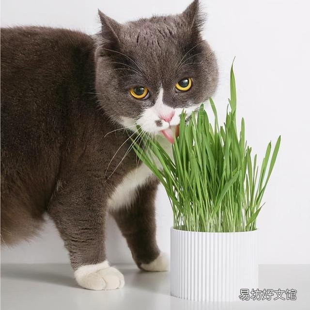 猫咪拉肚子但是精神很好(猫咪拉肚子了吃什么药)