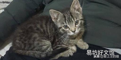 蓝猫和虎斑配出的猫仔叫什么(蓝猫和虎斑配出的猫仔图片)