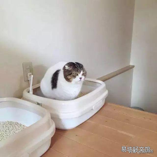 猫砂盆全封闭的好还是半封闭的好(猫砂盆全封闭的好不好)
