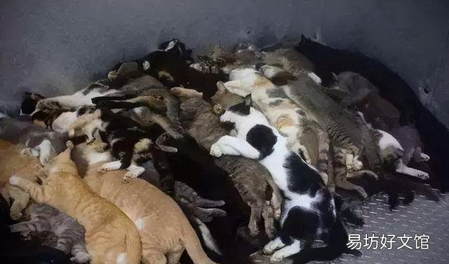 猫传腹会传染吗(猫传腹传染给别的猫的几率大吗)