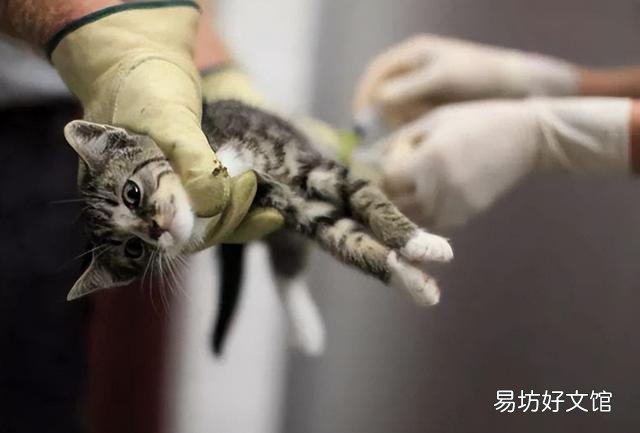 猫传腹会传染吗(猫传腹传染给别的猫的几率大吗)