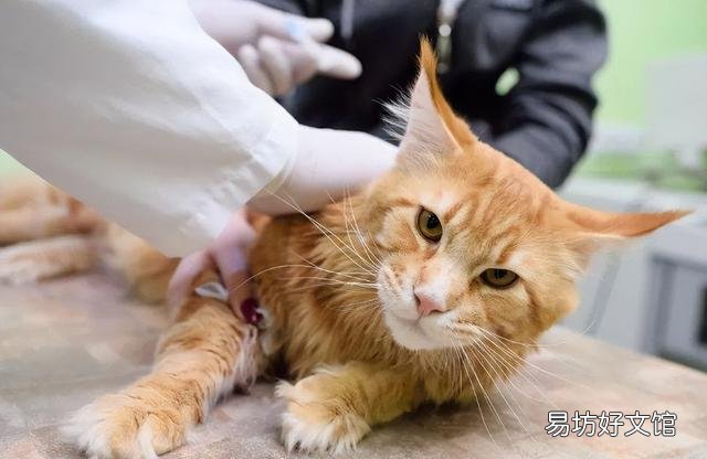 猫传腹会传染吗(猫传腹传染给别的猫的几率大吗)