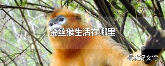 金丝猴生活在哪里