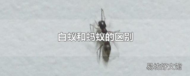 白蚁和蚂蚁的区别