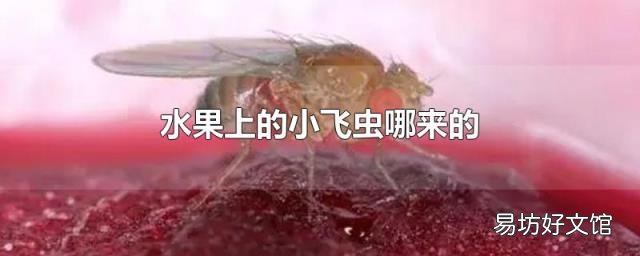 水果上的小飞虫哪来的