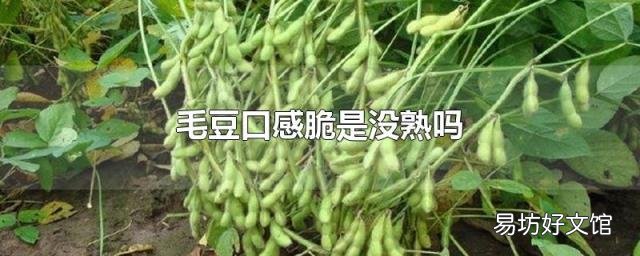 毛豆口感脆是没熟吗