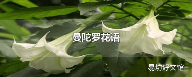 曼陀罗花语