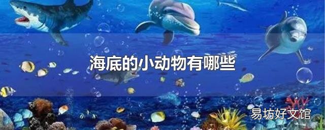 海底的小动物有哪些