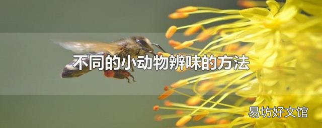 不同的小动物辨味的方法