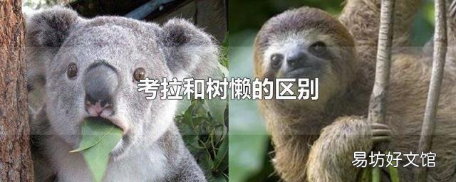 考拉和树懒的区别