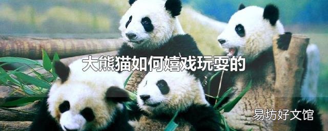 大熊猫如何嬉戏玩耍的