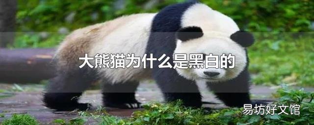 大熊猫为什么是黑白的