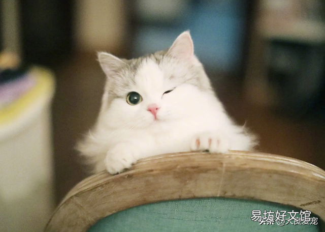 母猫什么时候来月经吗(母猫啥时候来月经)