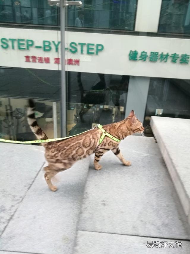 母猫什么时候来月经吗(母猫啥时候来月经)