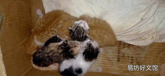 刚出生的小猫怎么看公母(刚出生的小猫怎么看公母图解)