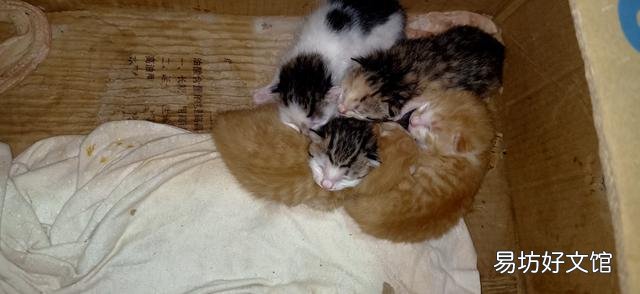 刚出生的小猫怎么看公母(刚出生的小猫怎么看公母图解)