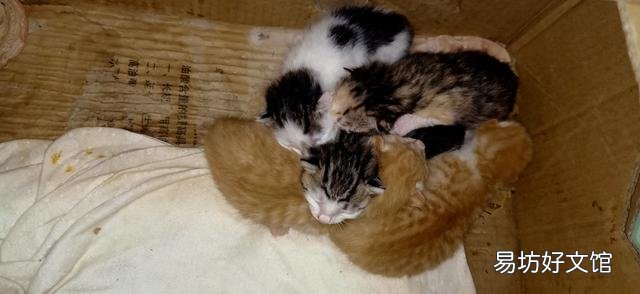 刚出生的小猫怎么看公母(刚出生的小猫怎么看公母图解)