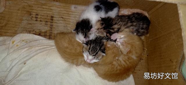刚出生的小猫怎么看公母(刚出生的小猫怎么看公母图解)