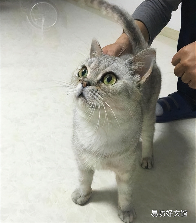 家里的蓝猫掉毛严重怎么处理(家里的蓝猫掉毛严重正常吗)