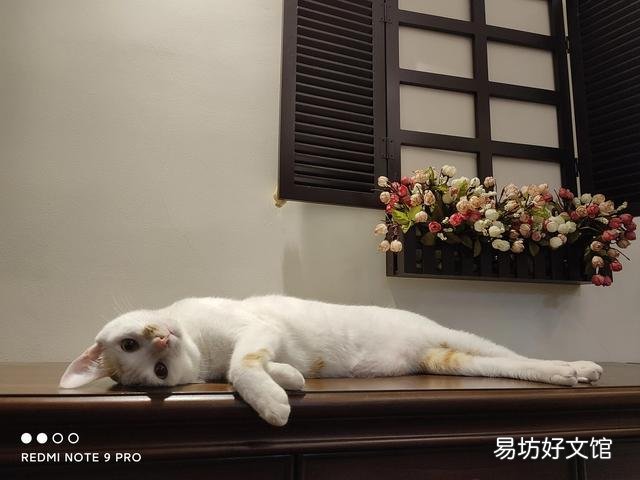 家里的蓝猫掉毛严重怎么处理(家里的蓝猫掉毛严重正常吗)