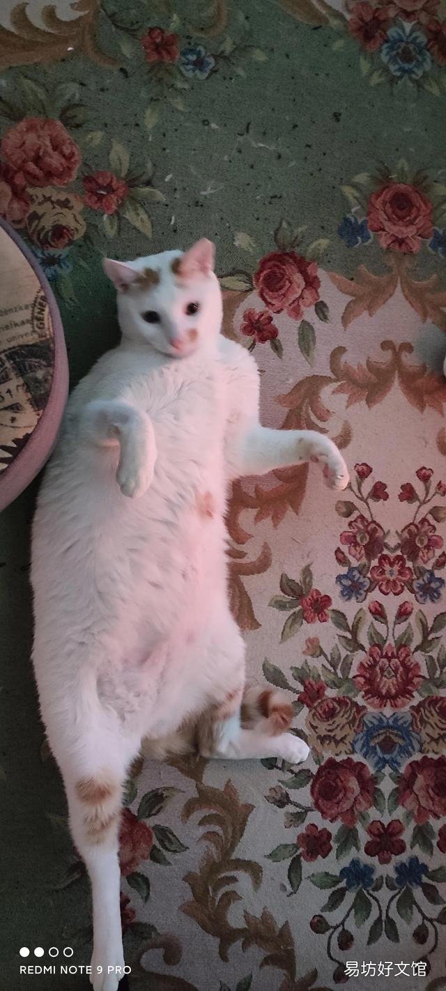 家里的蓝猫掉毛严重怎么处理(家里的蓝猫掉毛严重正常吗)