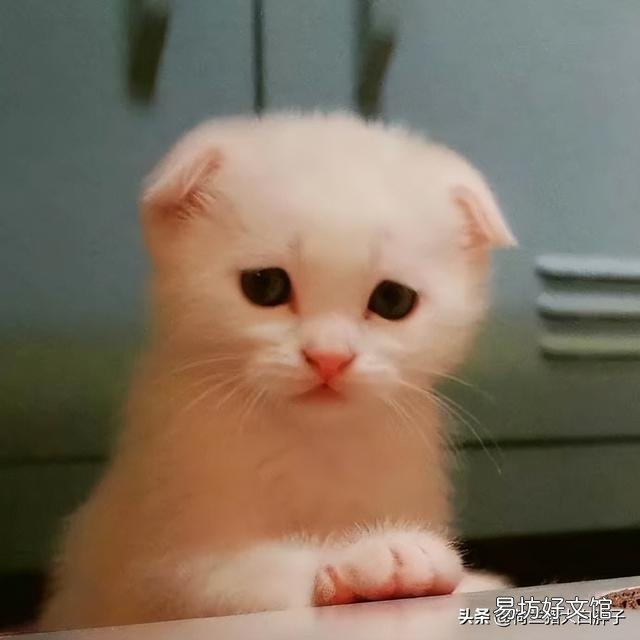 貓身上有跳蚤怎么處理(貓身上有跳蚤怎么去除)