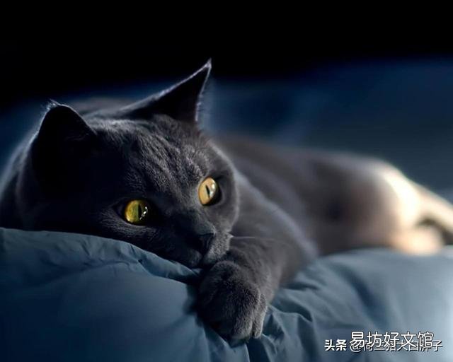 貓身上有跳蚤怎么處理(貓身上有跳蚤怎么去除)