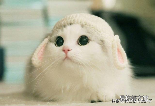貓身上有跳蚤怎么處理(貓身上有跳蚤怎么去除)