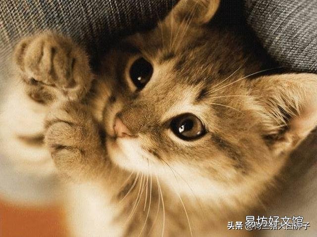 貓身上有跳蚤怎么處理(貓身上有跳蚤怎么去除)