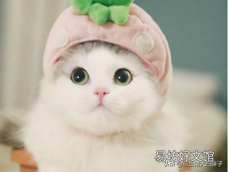 貓身上有跳蚤怎么處理(貓身上有跳蚤怎么去除)
