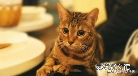 母猫生完小猫多久可以绝育(母猫生小猫后多久可以绝育)