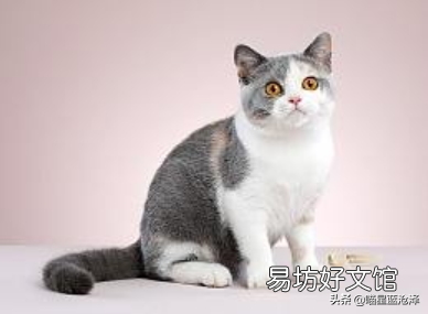 母猫生完小猫多久可以绝育(母猫生小猫后多久可以绝育)