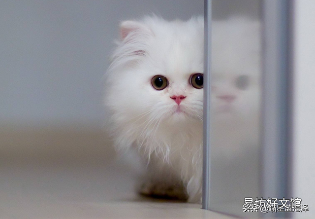 母猫生完小猫多久可以绝育(母猫生小猫后多久可以绝育)