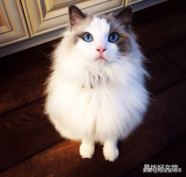 母猫生完小猫多久可以绝育(母猫生小猫后多久可以绝育)