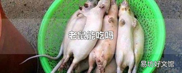 老鼠能吃吗