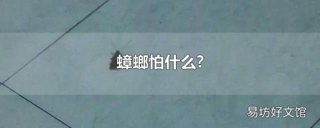 蟑螂怕什么?