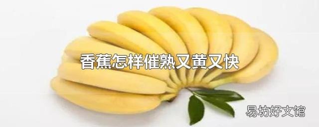 香蕉怎样催熟又黄又快