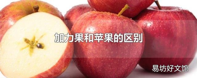 加力果和苹果的区别