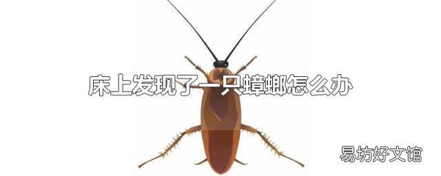 床上发现了一只蟑螂怎么办