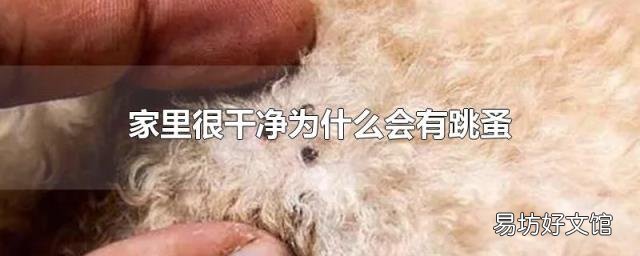 家里很干净为什么会有跳蚤